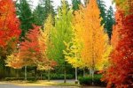 Fall-Trees.jpg