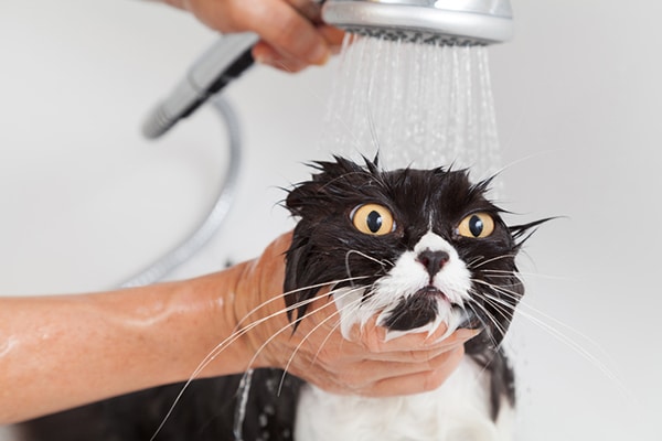 A-black-and-white-cat-not-enjoying-his-shower.jpg